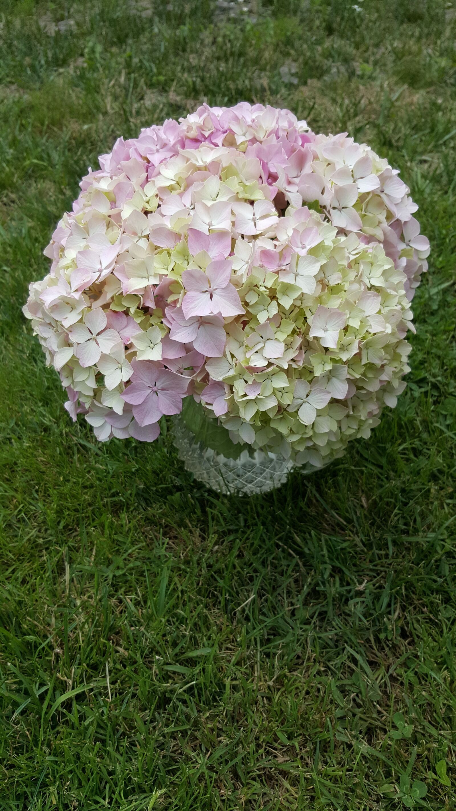 Samsung Galaxy S6 sample photo. Hortensia, planta, flore photography