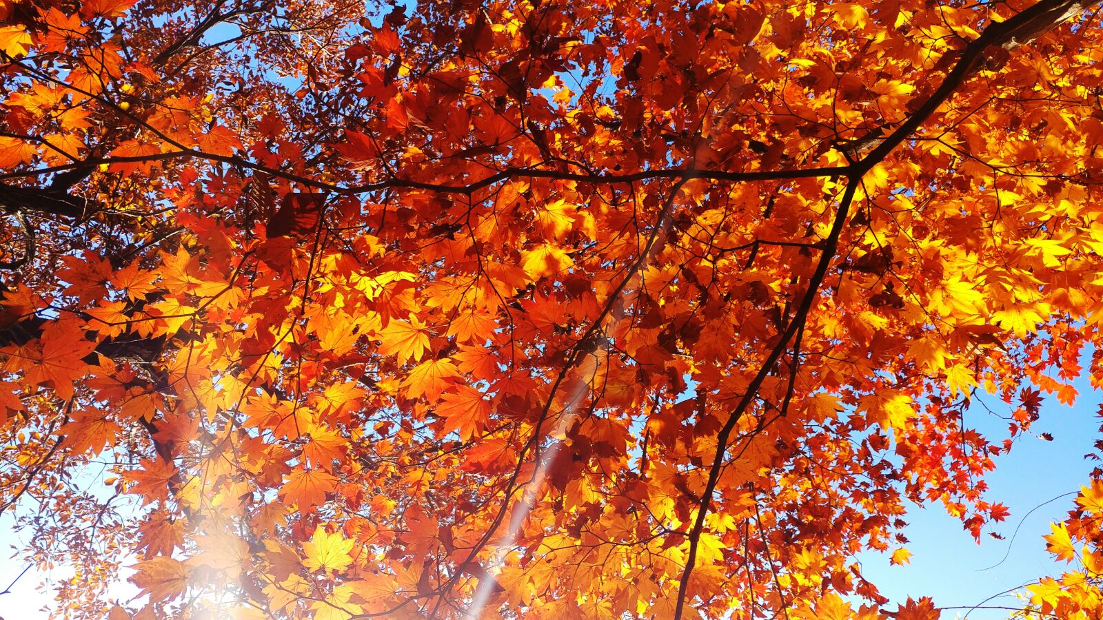 LG V20 sample photo. Autumn leaves, autumn photography