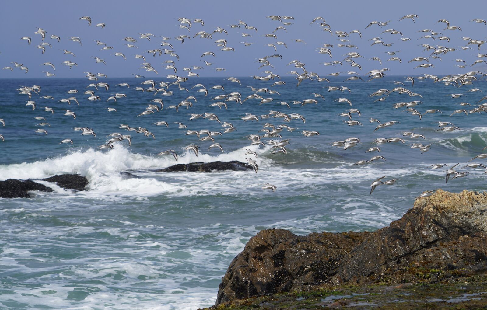 Sony FE 24-105mm F4 G OSS sample photo. Sanderling, birds, flock photography