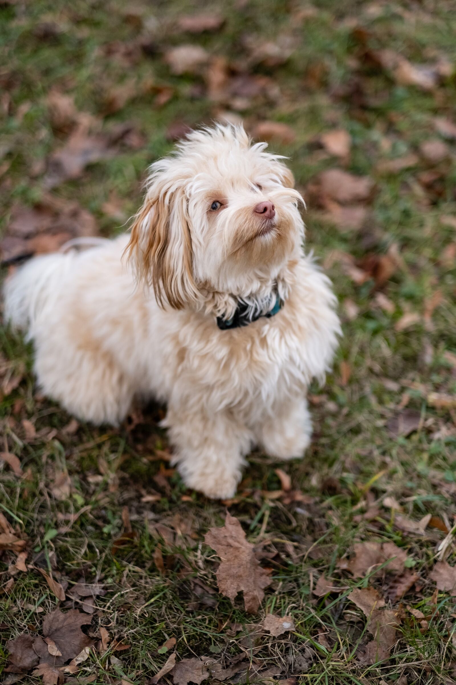 Fujifilm XF 56mm F1.2 R sample photo. Dog, attention, pet photography