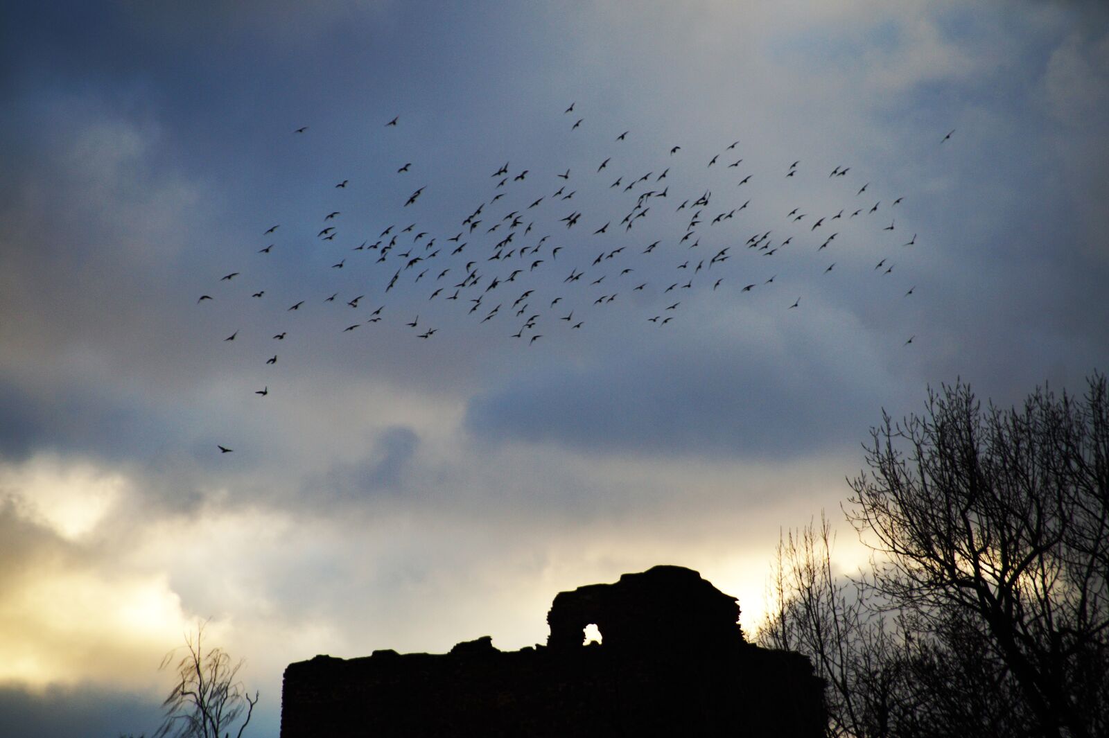 Sony SLT-A58 sample photo. Birds, covey, a bevy photography