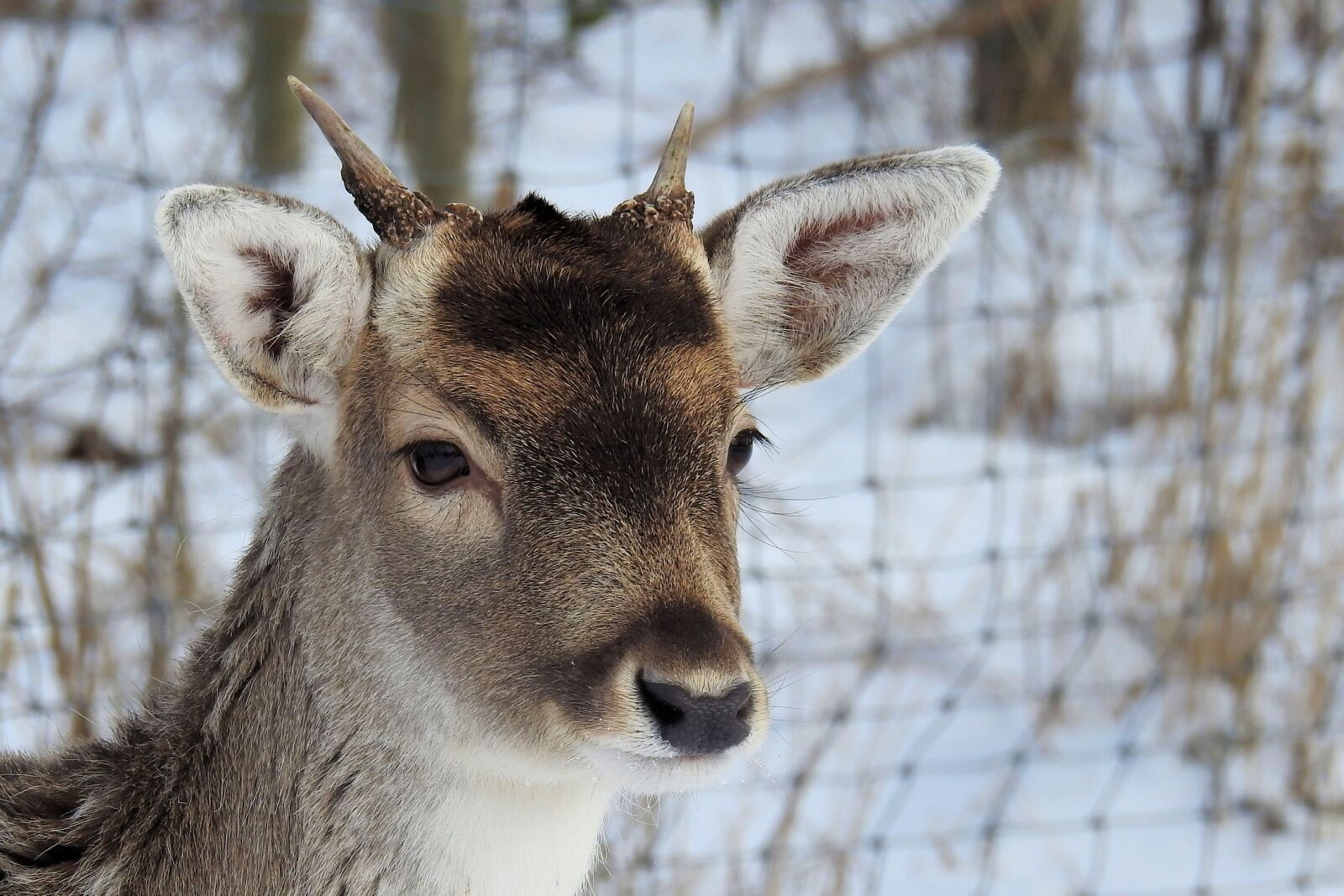 Nikon Coolpix P900 sample photo. Hirsch, antler, fallow deer photography