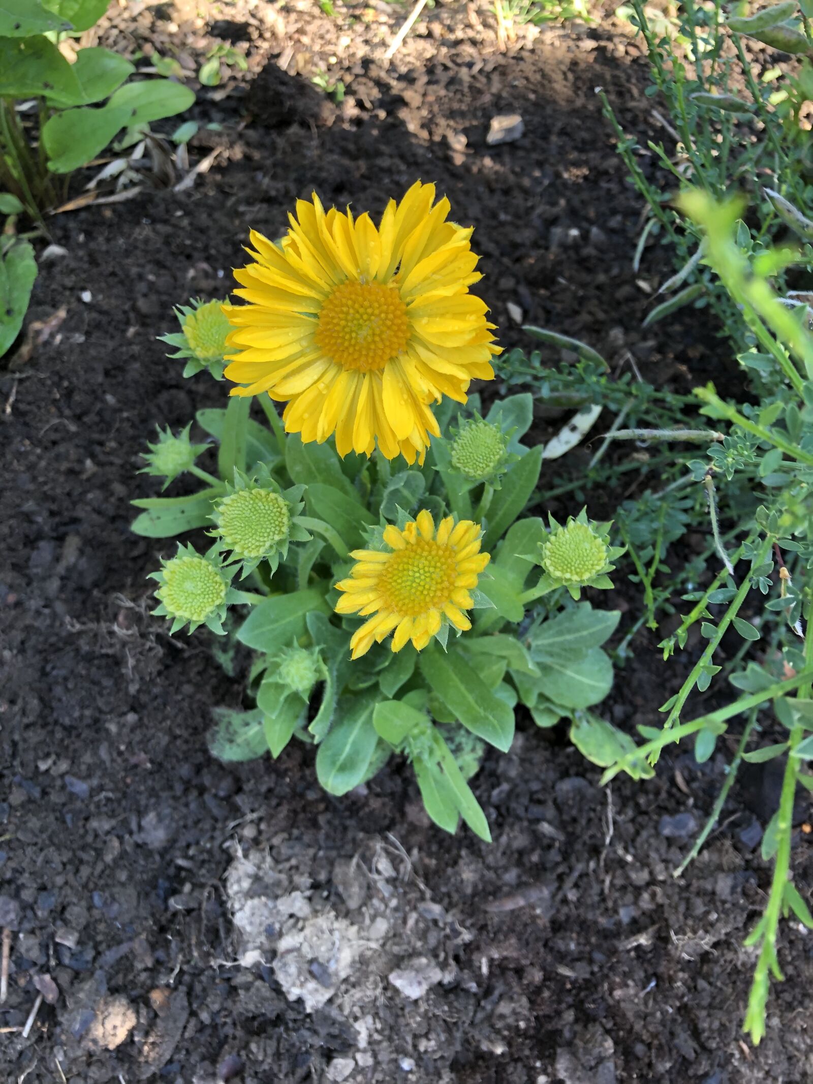 Apple iPhone X sample photo. Sunflower, cork aden flower photography