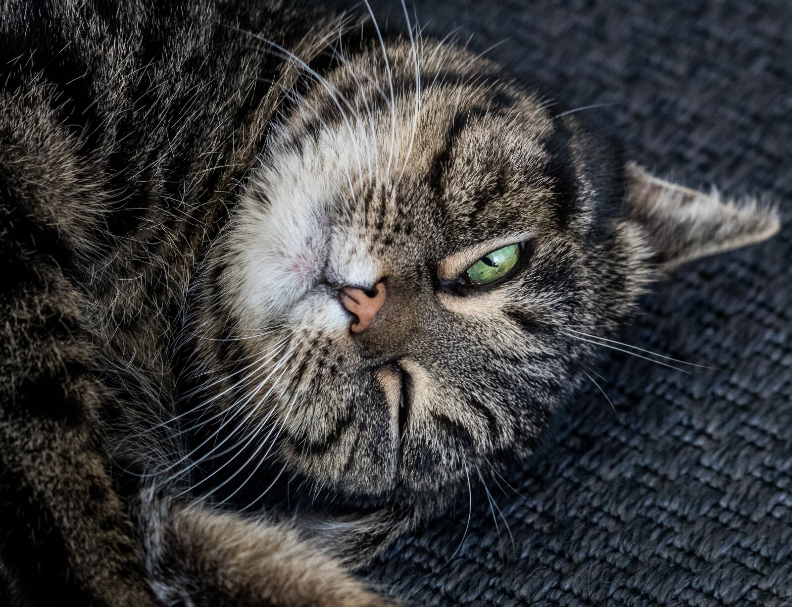 Canon EF-S 55-250mm F4-5.6 IS STM sample photo. Cat, mammal, animal photography
