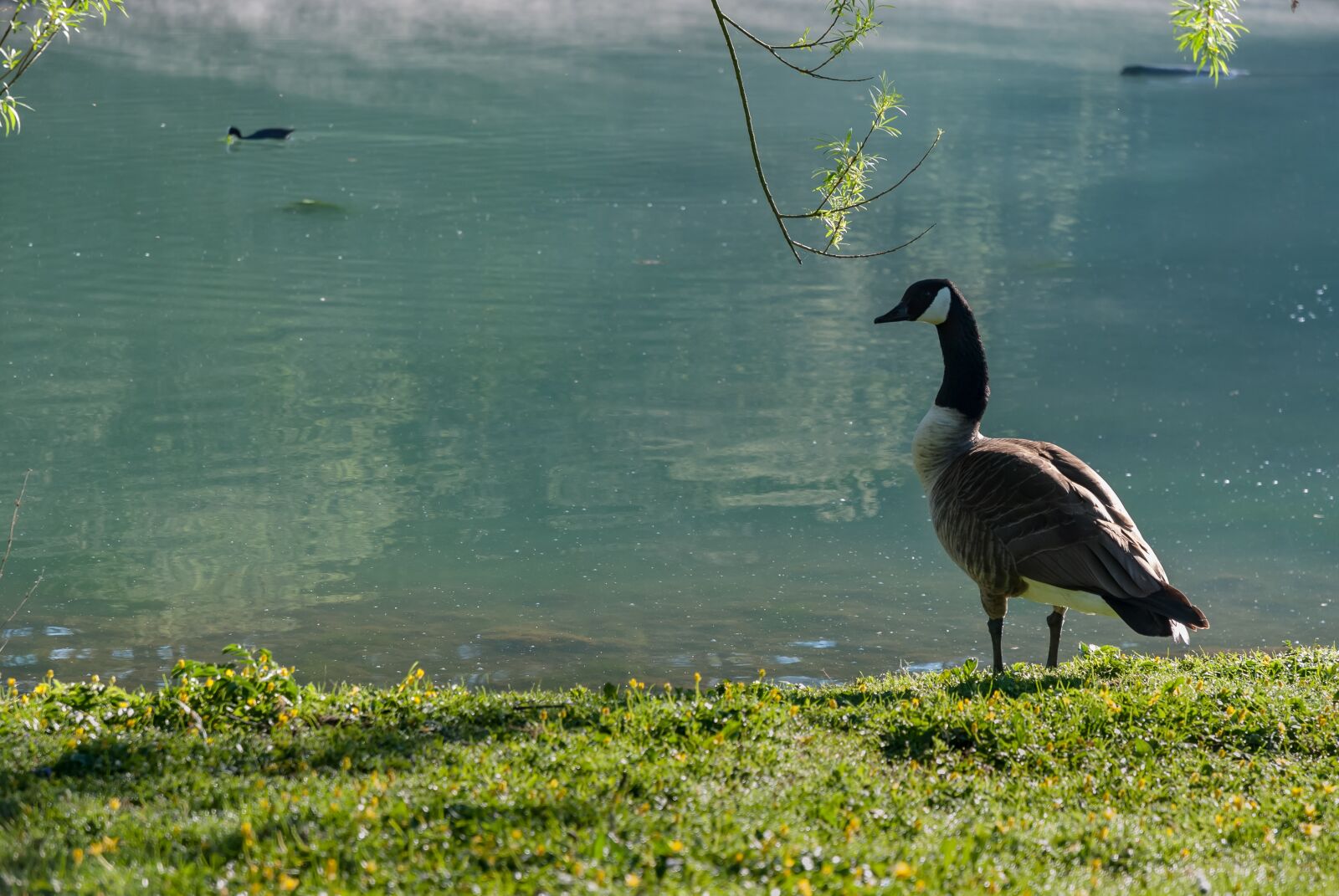 Nikon D80 sample photo. Nature, bird, body of photography