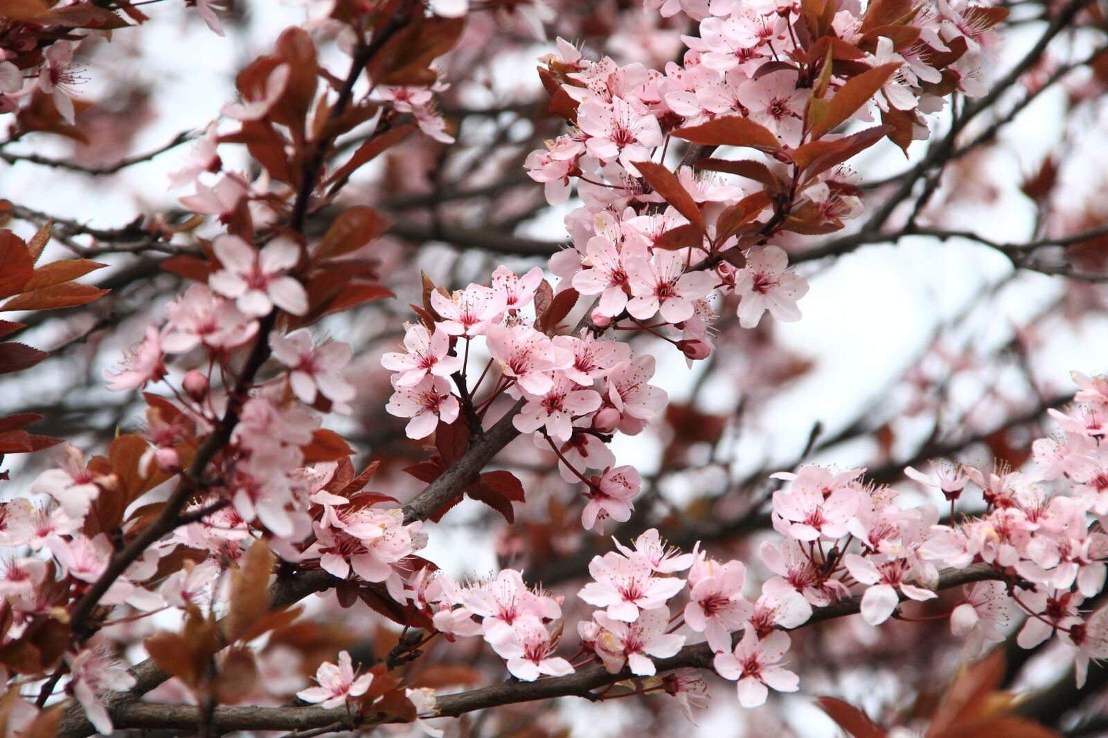 Canon EOS 100D (EOS Rebel SL1 / EOS Kiss X7) + Canon TS-E 90mm F2.8 Tilt-Shift sample photo. Spring, flowers, pink photography