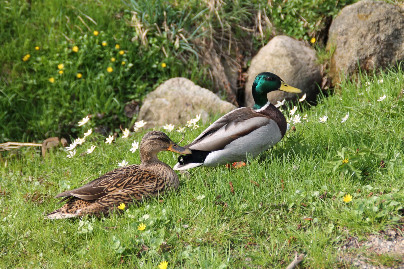 Canon EOS 1100D (EOS Rebel T3 / EOS Kiss X50) sample photo. Duck, nature, water bird photography