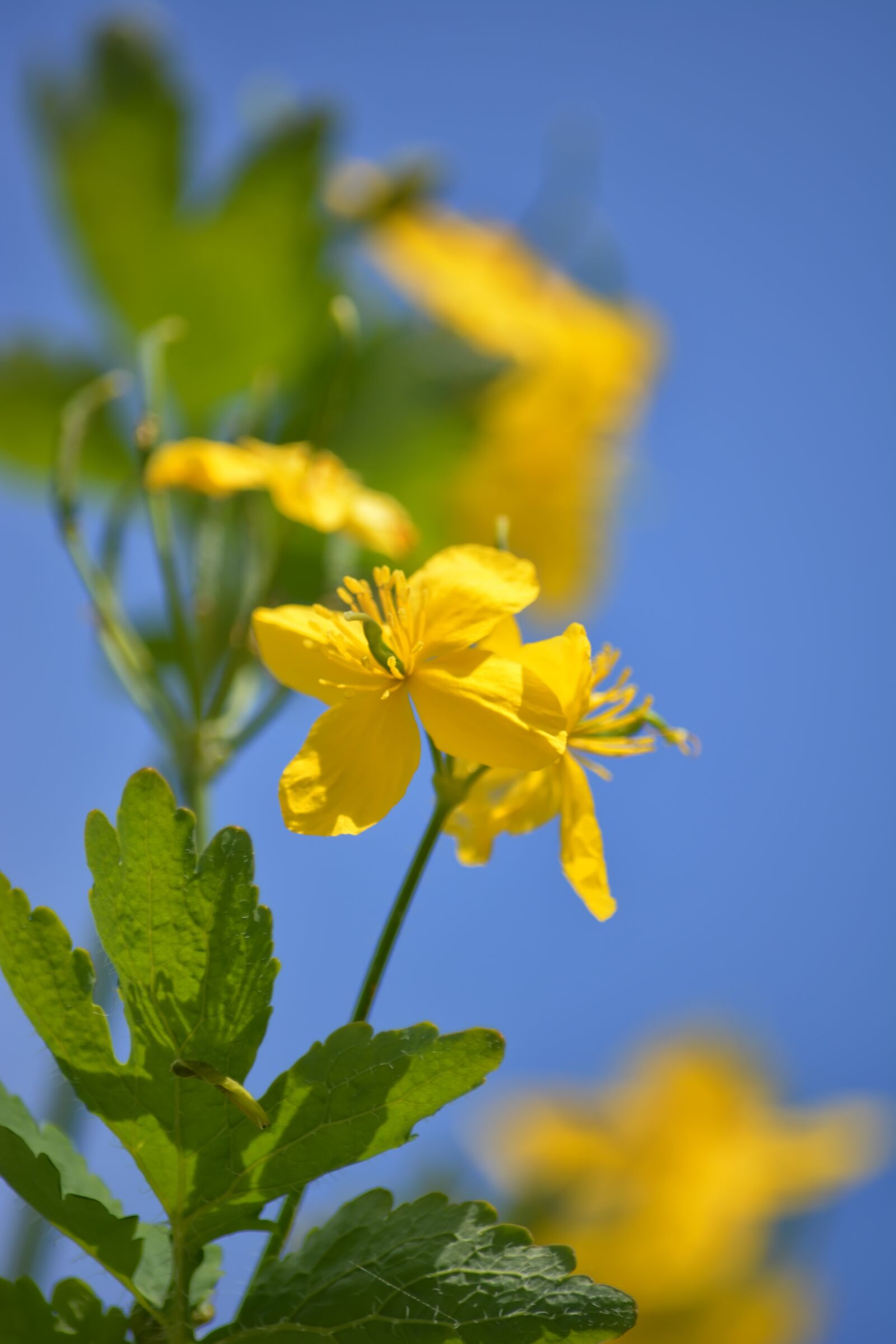Nikon D5200 sample photo. Celandine, spring, flowers photography