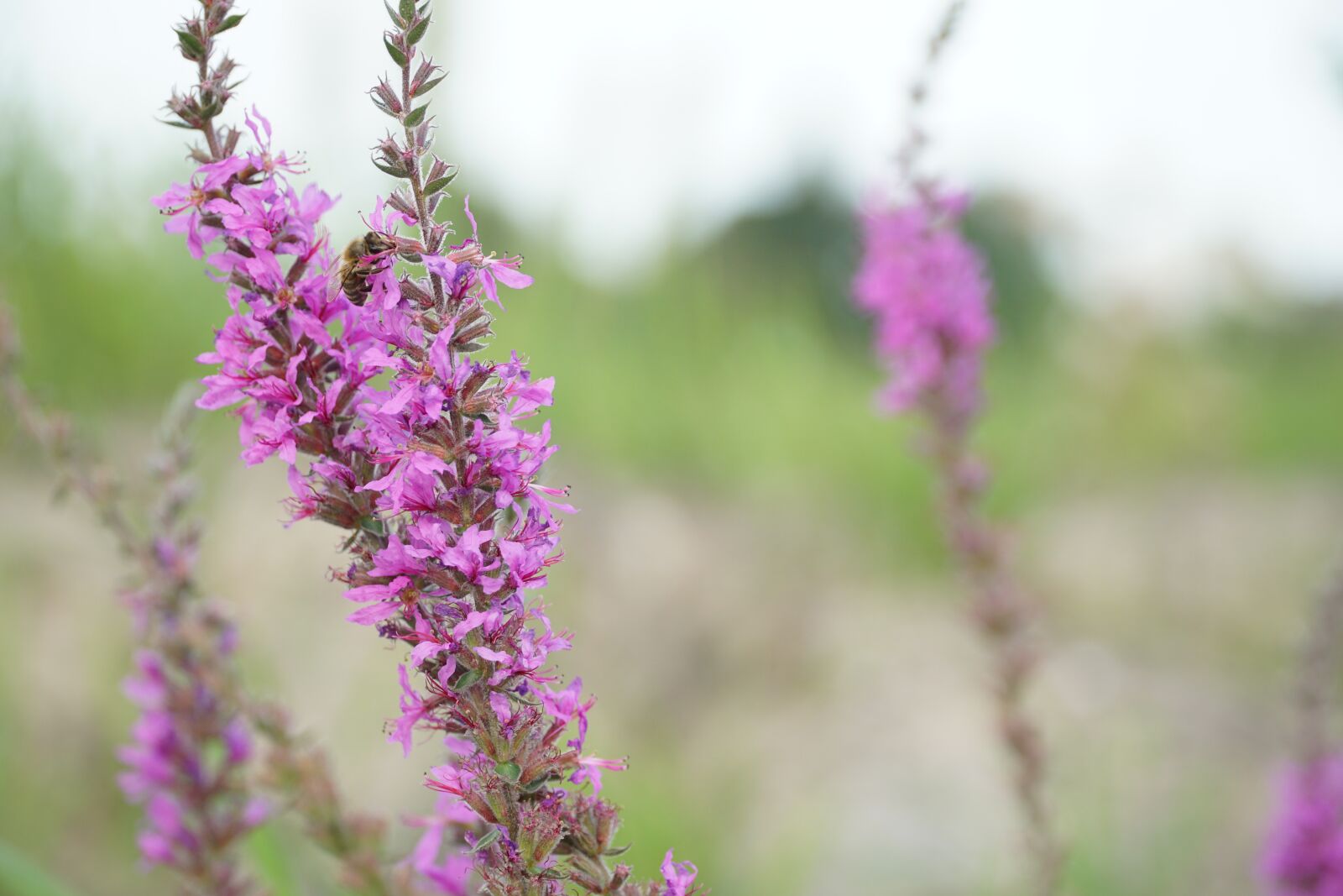 Sony a6000 + Sony E PZ 18-105mm F4 G OSS sample photo. Flower, plant, purple photography