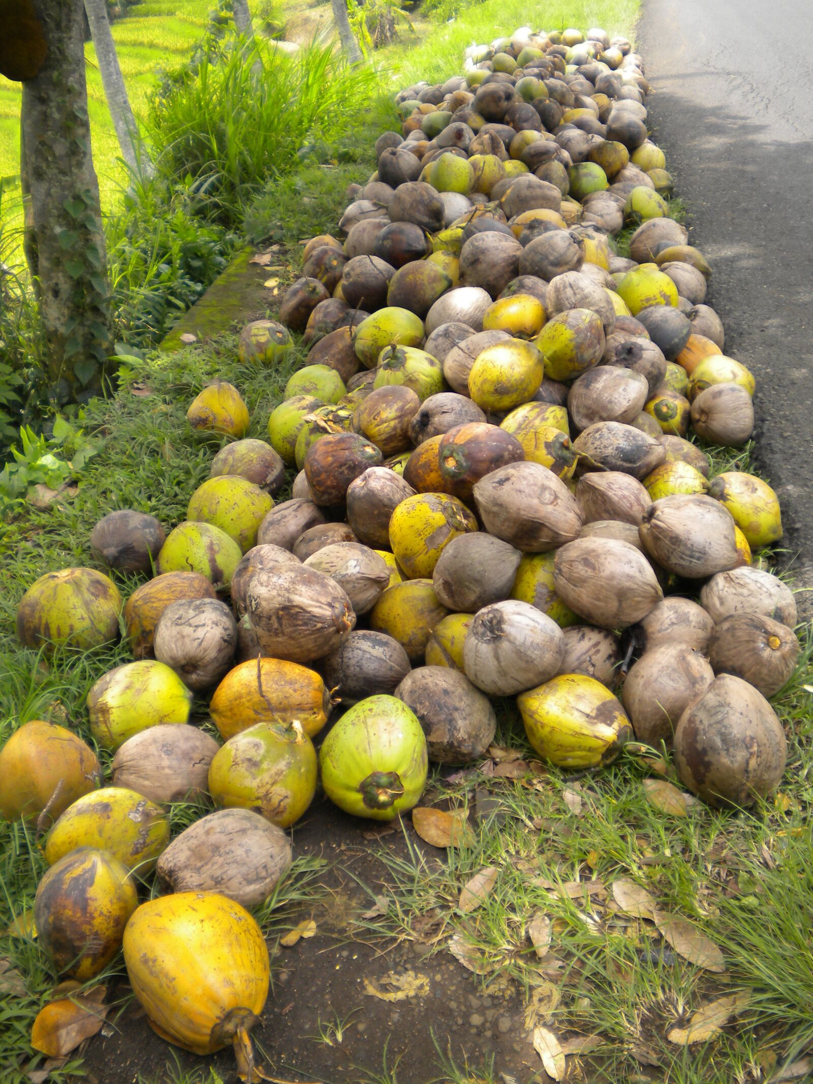 Nikon Coolpix S230 sample photo. Tropical, coconuts, bali photography