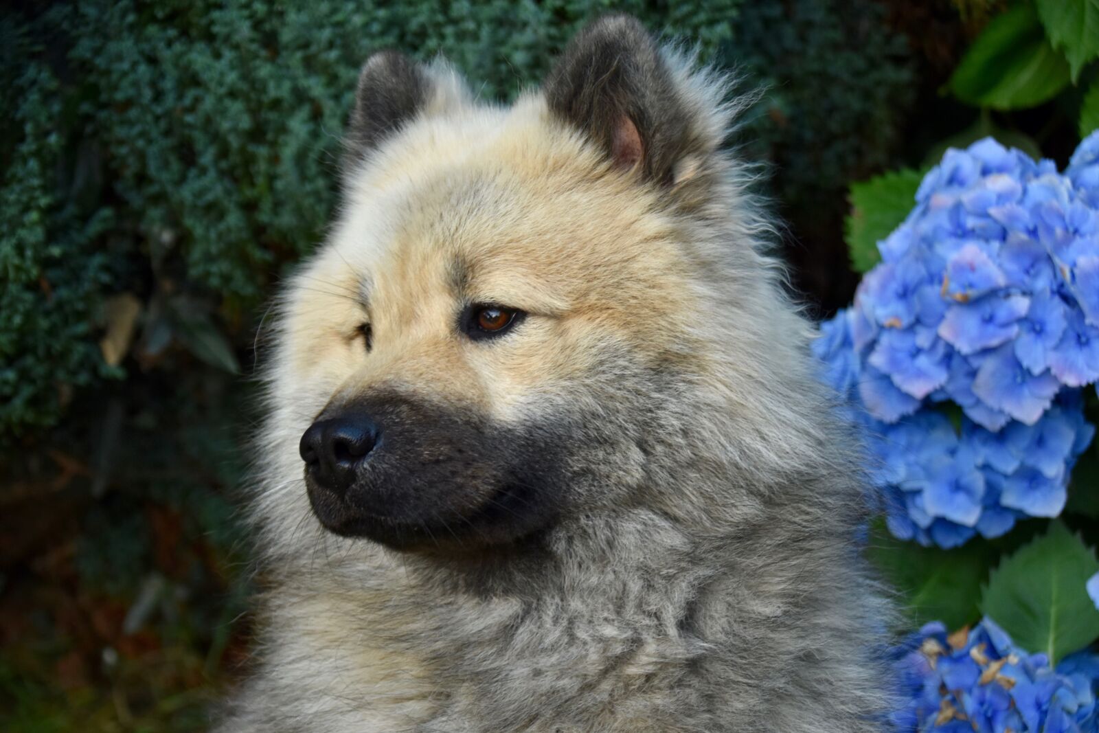 Nikon D5600 sample photo. Dog, dog eurasier, dog photography