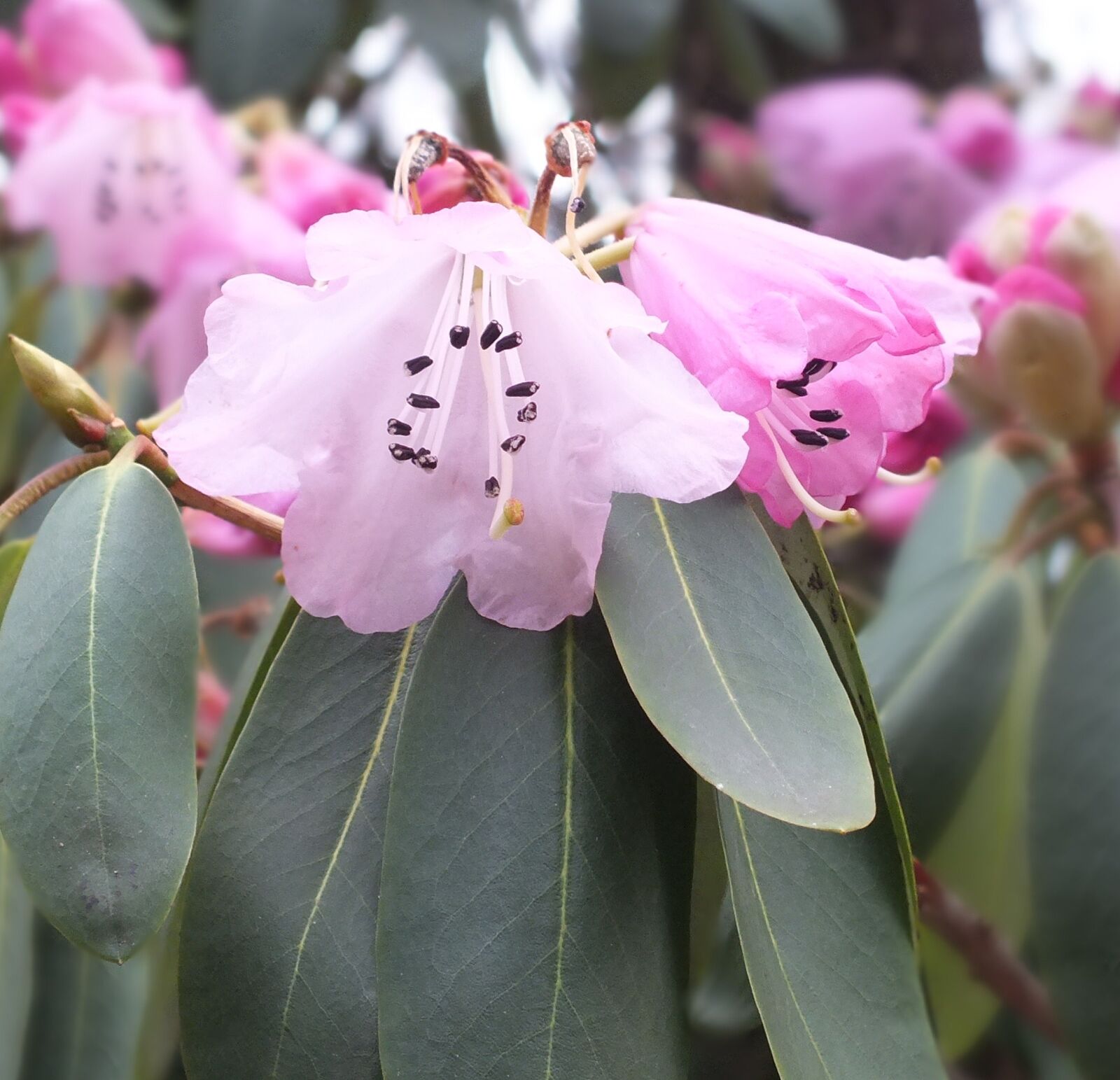 FujiFilm FinePix HS20 EXR (FinePix HS22 EXR) sample photo. Rhododendron, flower, bloom photography