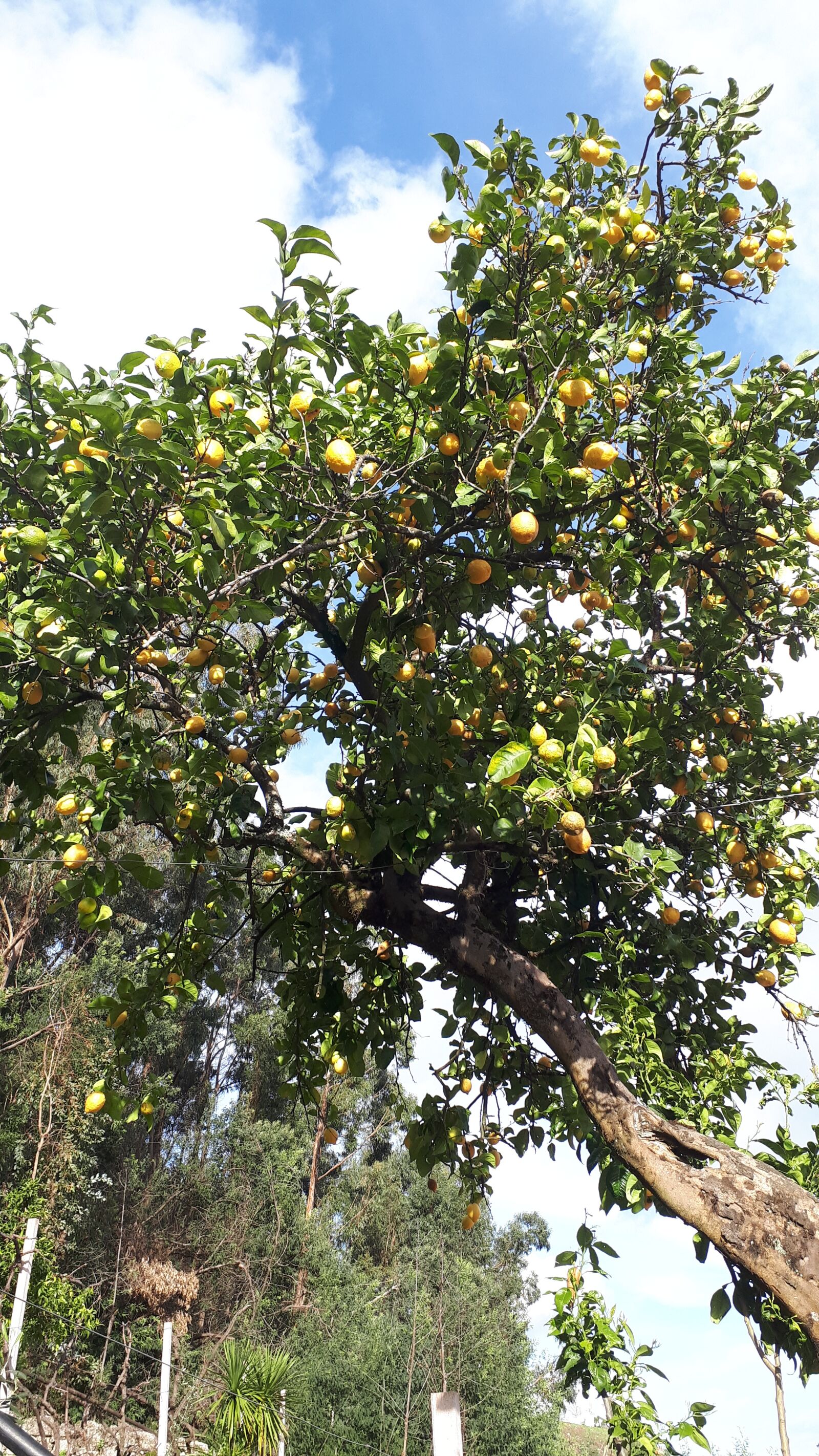 Samsung Galaxy A5(2017) sample photo. Lemon tree, yellow, lemons photography