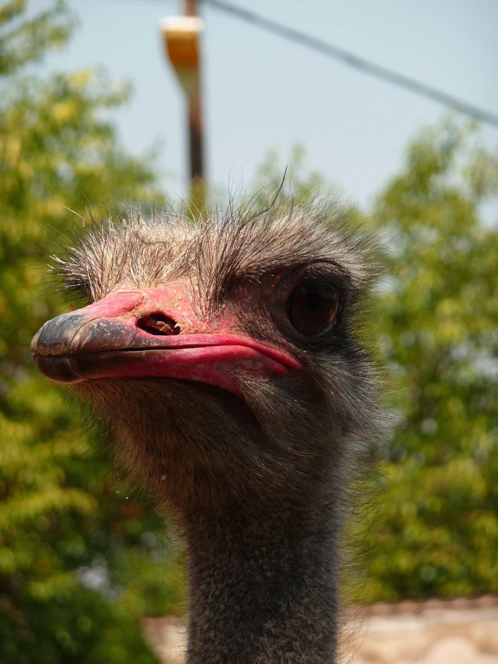 Panasonic Lumix DMC-TZ5 sample photo. Ostrich, animal, zoo photography