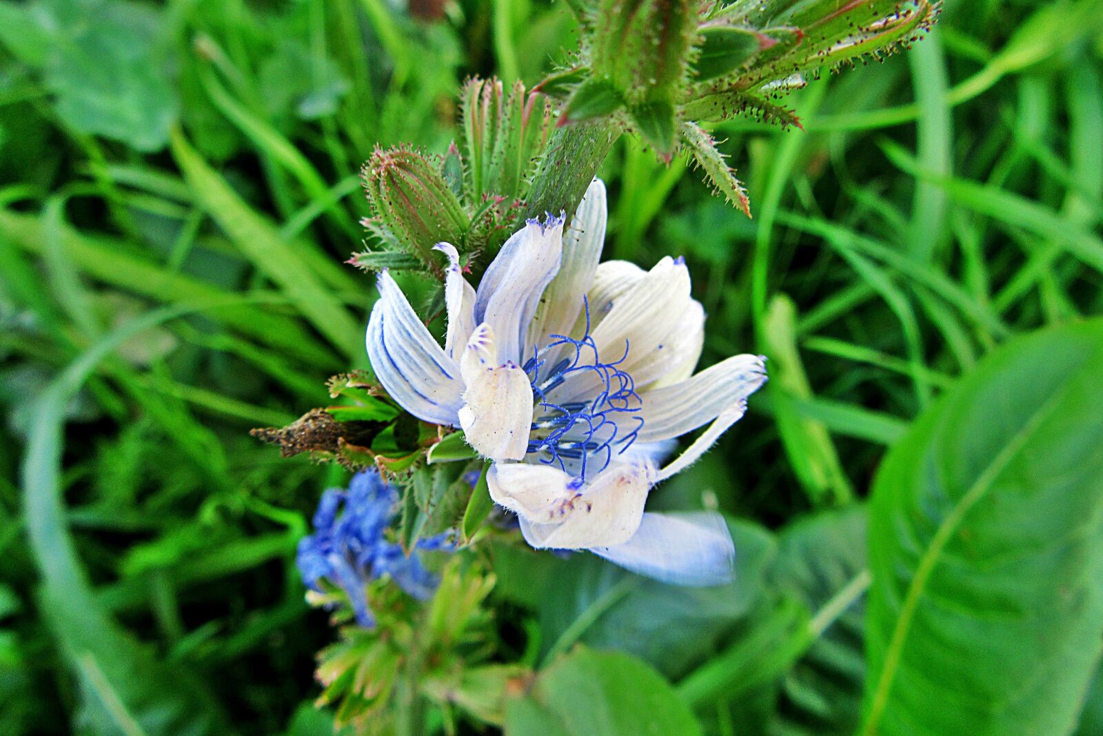 Canon PowerShot SX610 HS sample photo. Chicory, wild flower, nature photography