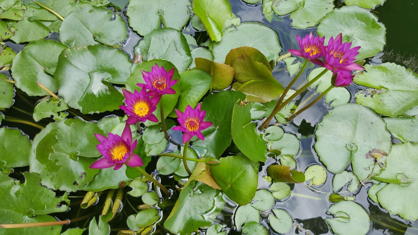 Samsung Galaxy Note5 sample photo. Oriental, buddhist, lily photography