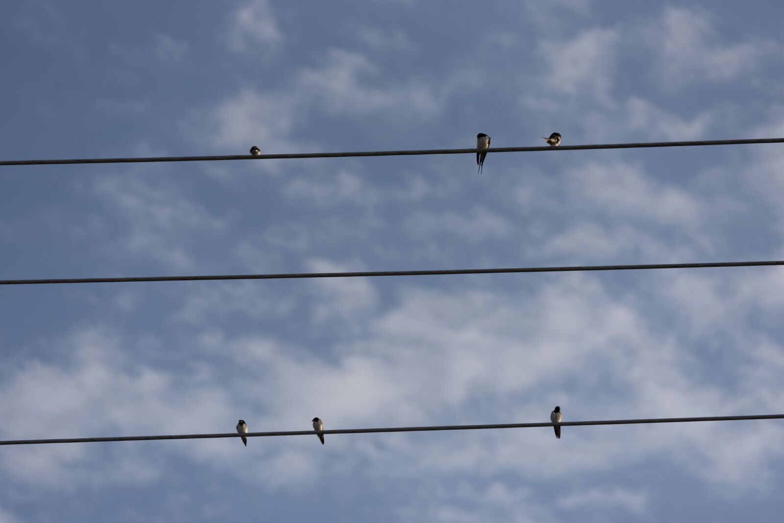 Nikon D750 sample photo. Swallows, birds, swallow photography
