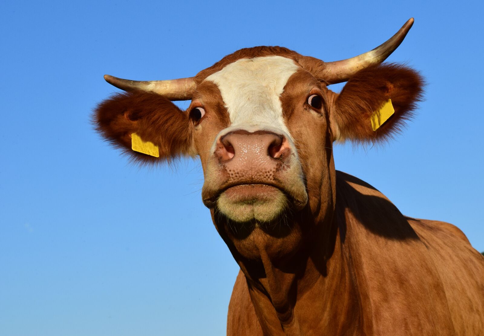 Nikon D3300 sample photo. Cow, beef, pasture photography