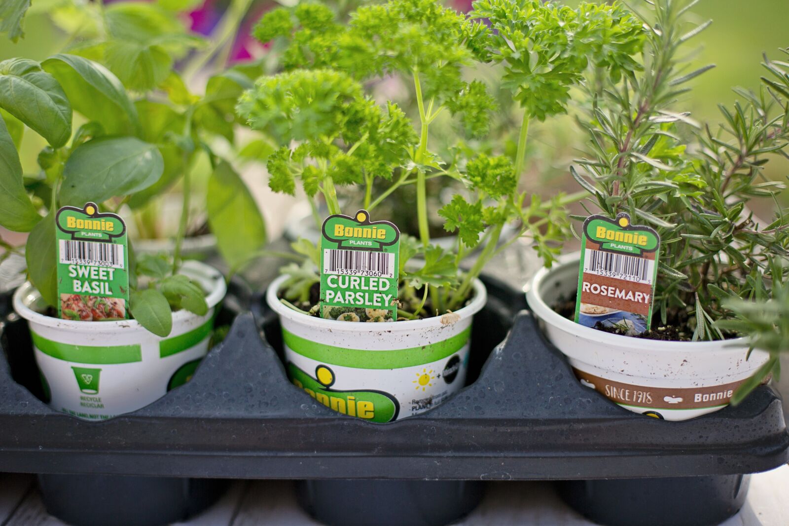 Canon EF 50mm F1.4 USM sample photo. Planting, spring, herbs photography
