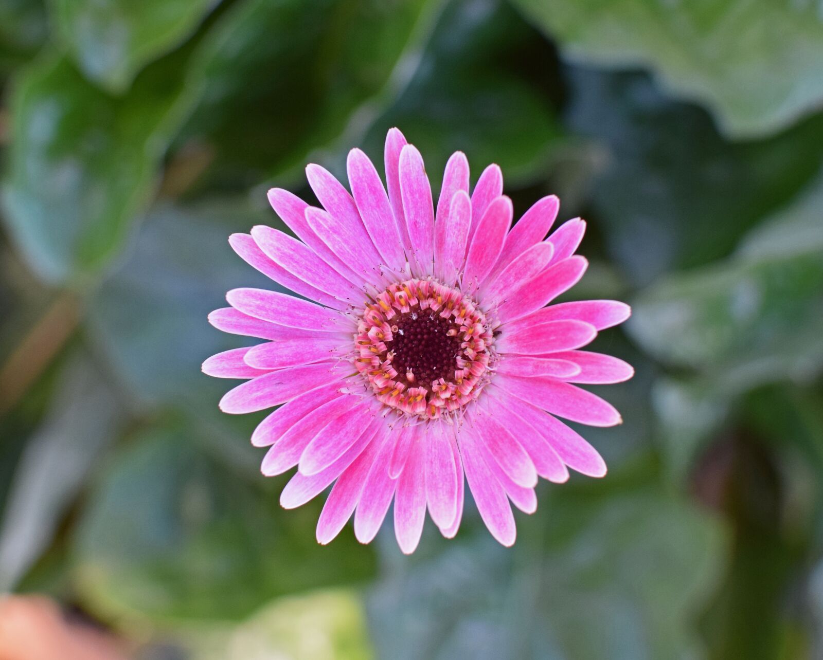 Nikon D3300 sample photo. Gerbera daisy, flower, blossom photography