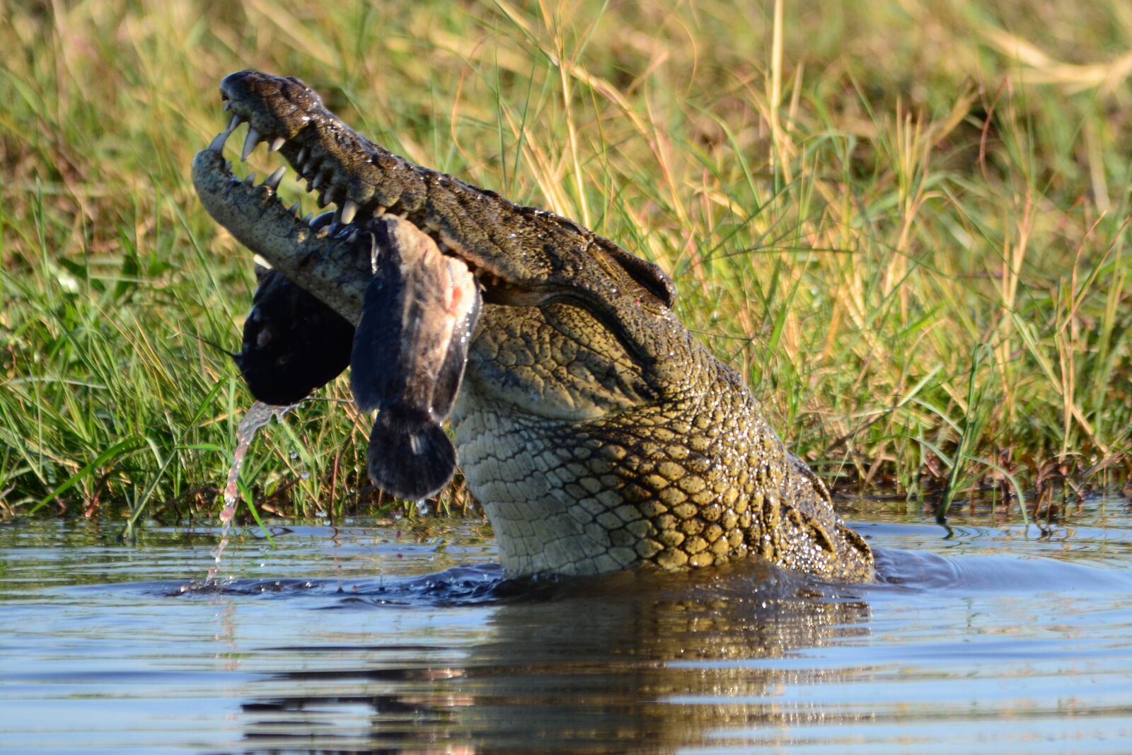 Nikon D7000 sample photo. Crocodile, prey, botswana photography