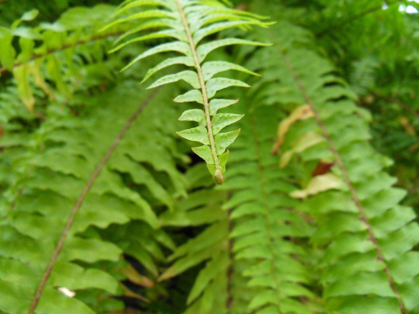Samsung WB500, WB510 / VLUU WB500 /  HZ10W sample photo. Plants, wipes, leaf photography