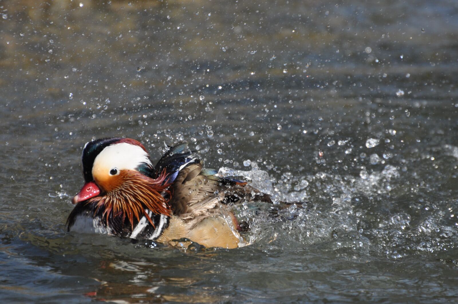 Nikon D90 sample photo. Mandarin ducks, duck, wash photography