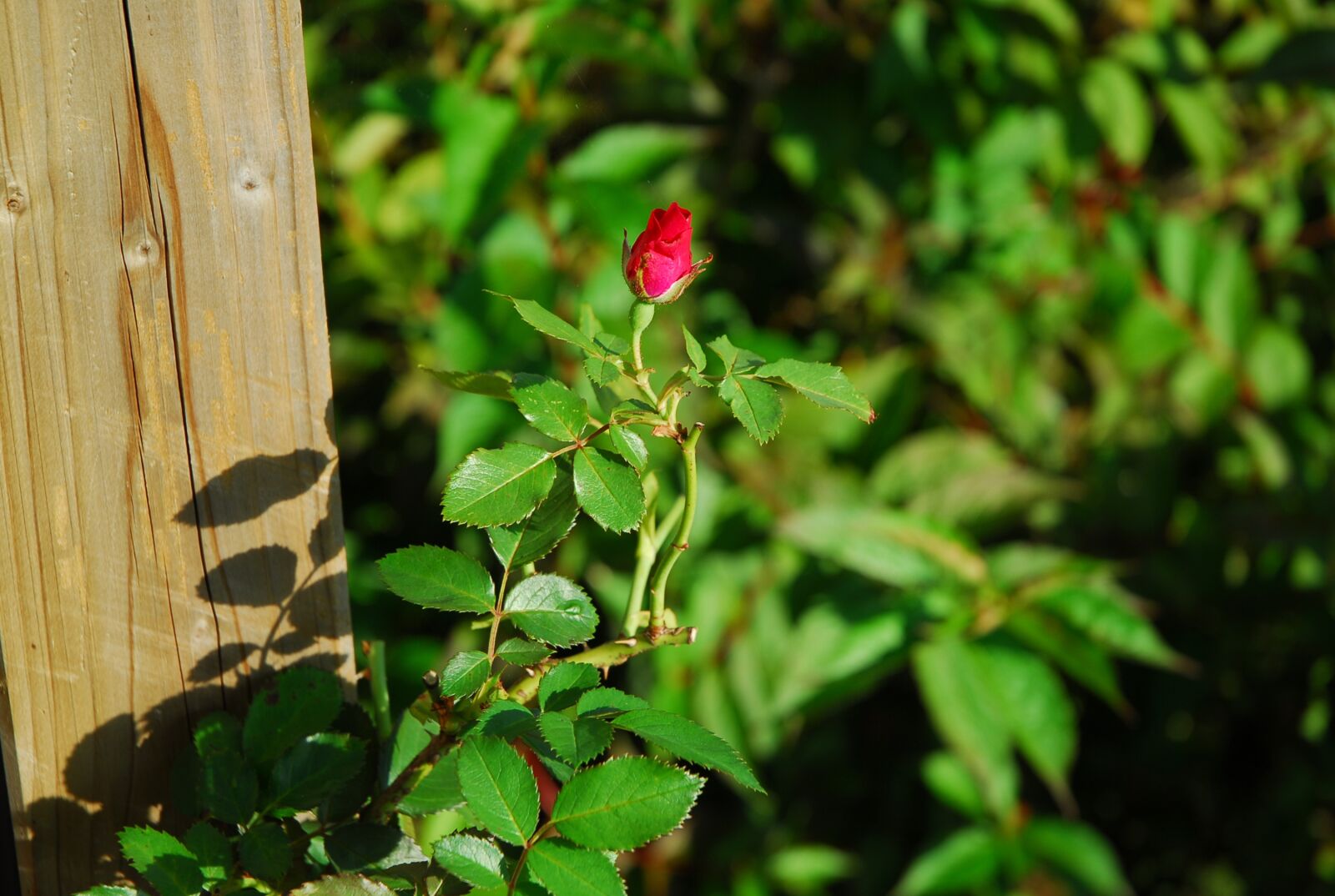 Nikon D200 sample photo. Rose, garden, spring photography