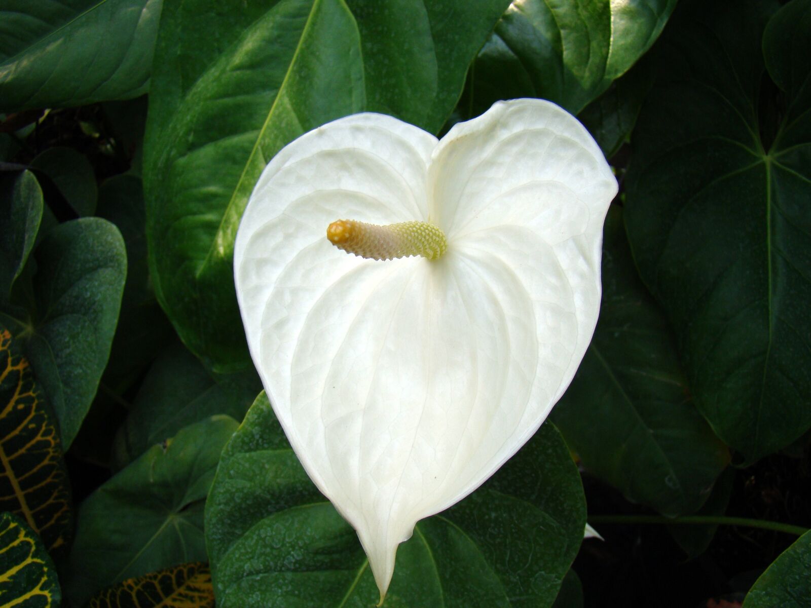 Sony Cyber-shot DSC-H50 sample photo. Flower, white flower, exotic photography