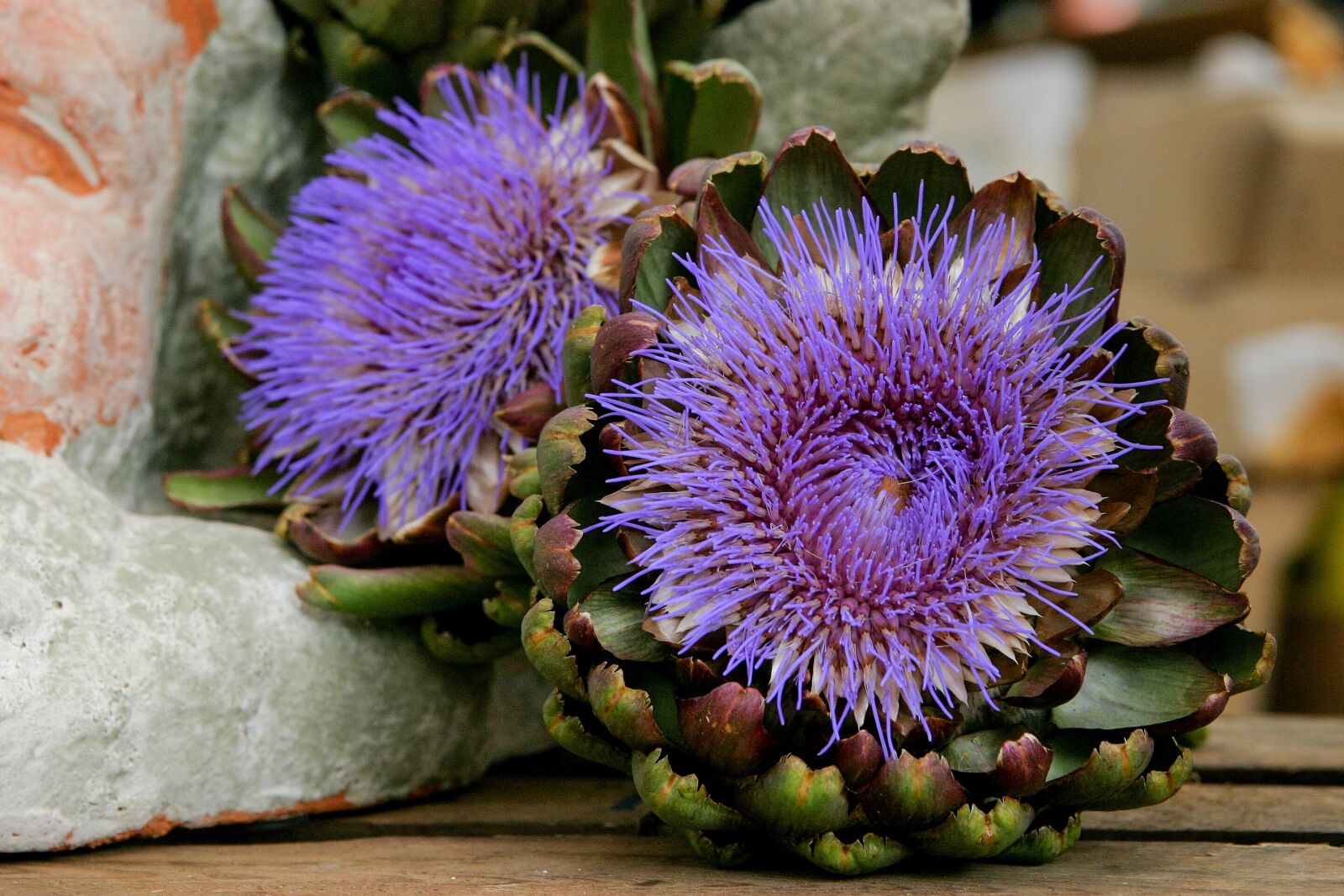 Canon EOS 10D sample photo. Flower, vegetables, artichoke photography