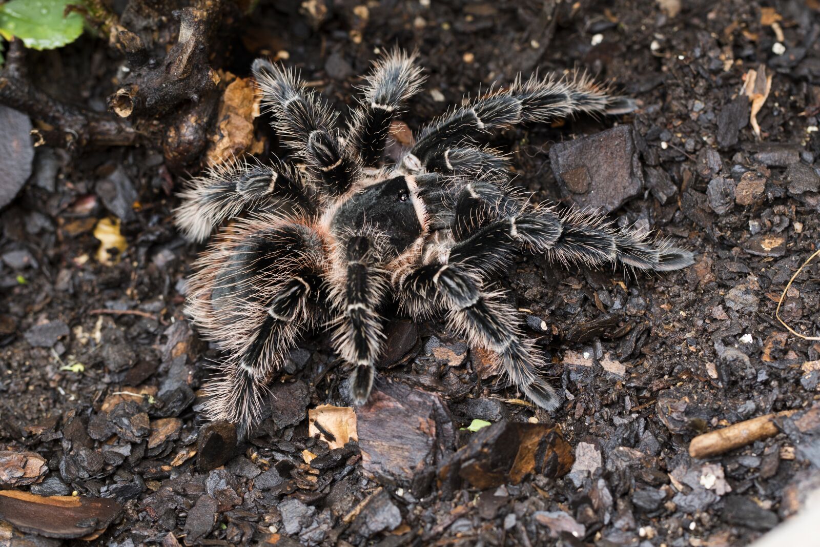 Canon EF 100mm F2.8L Macro IS USM sample photo. Lasiodora parahybana, salmon pink photography