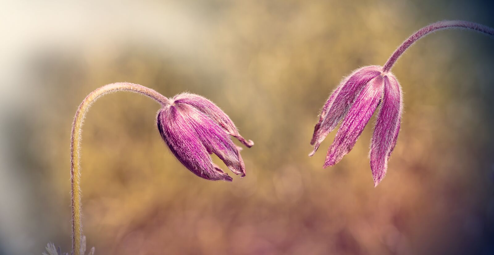 Nikon D750 sample photo. Common pasque flower, pulsatilla photography