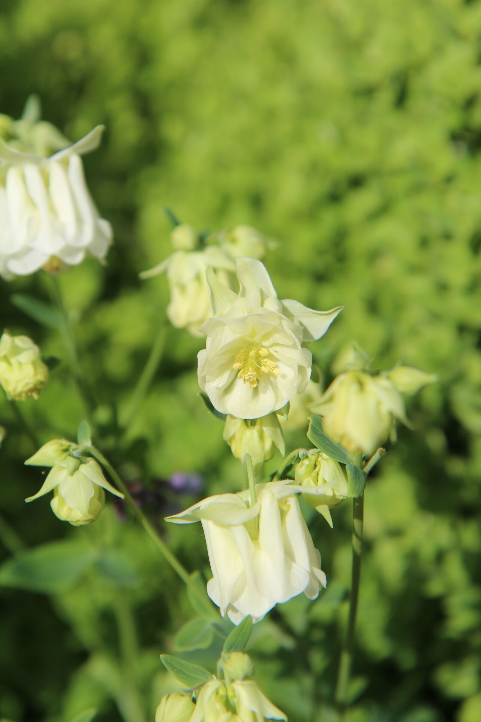 Canon EOS 600D (Rebel EOS T3i / EOS Kiss X5) sample photo. Ancolie white, columbine, flowering photography