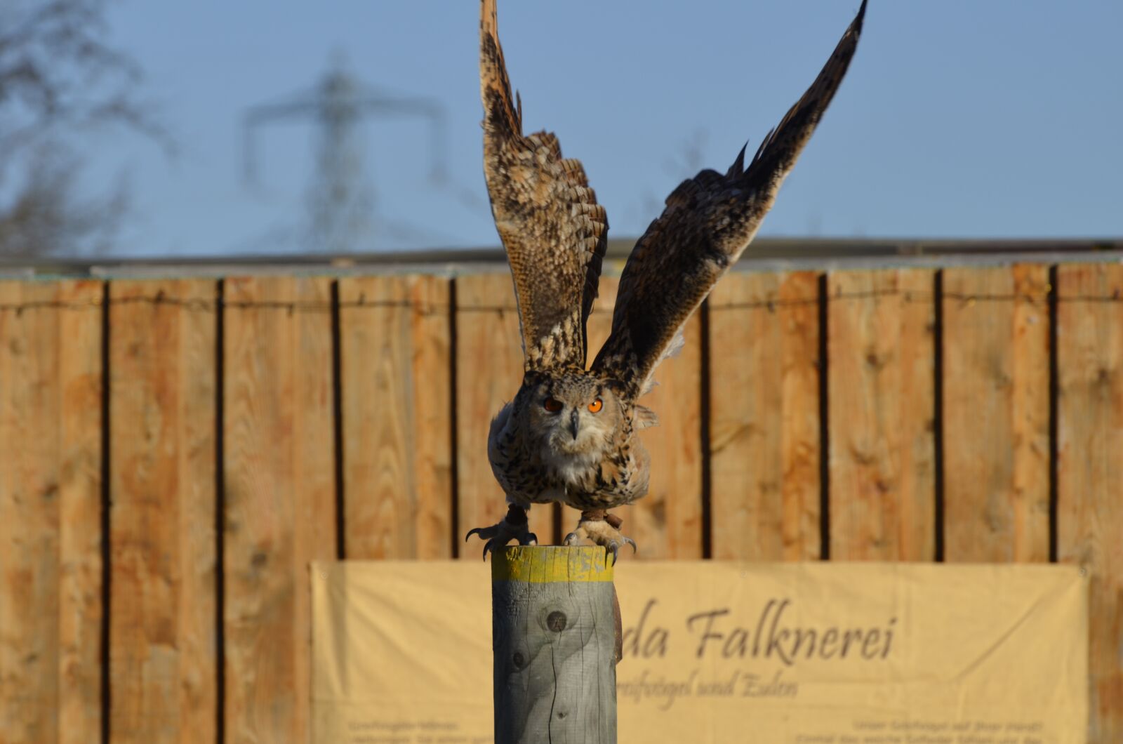 Nikon D5100 sample photo. Owl, eagle owl, feather photography