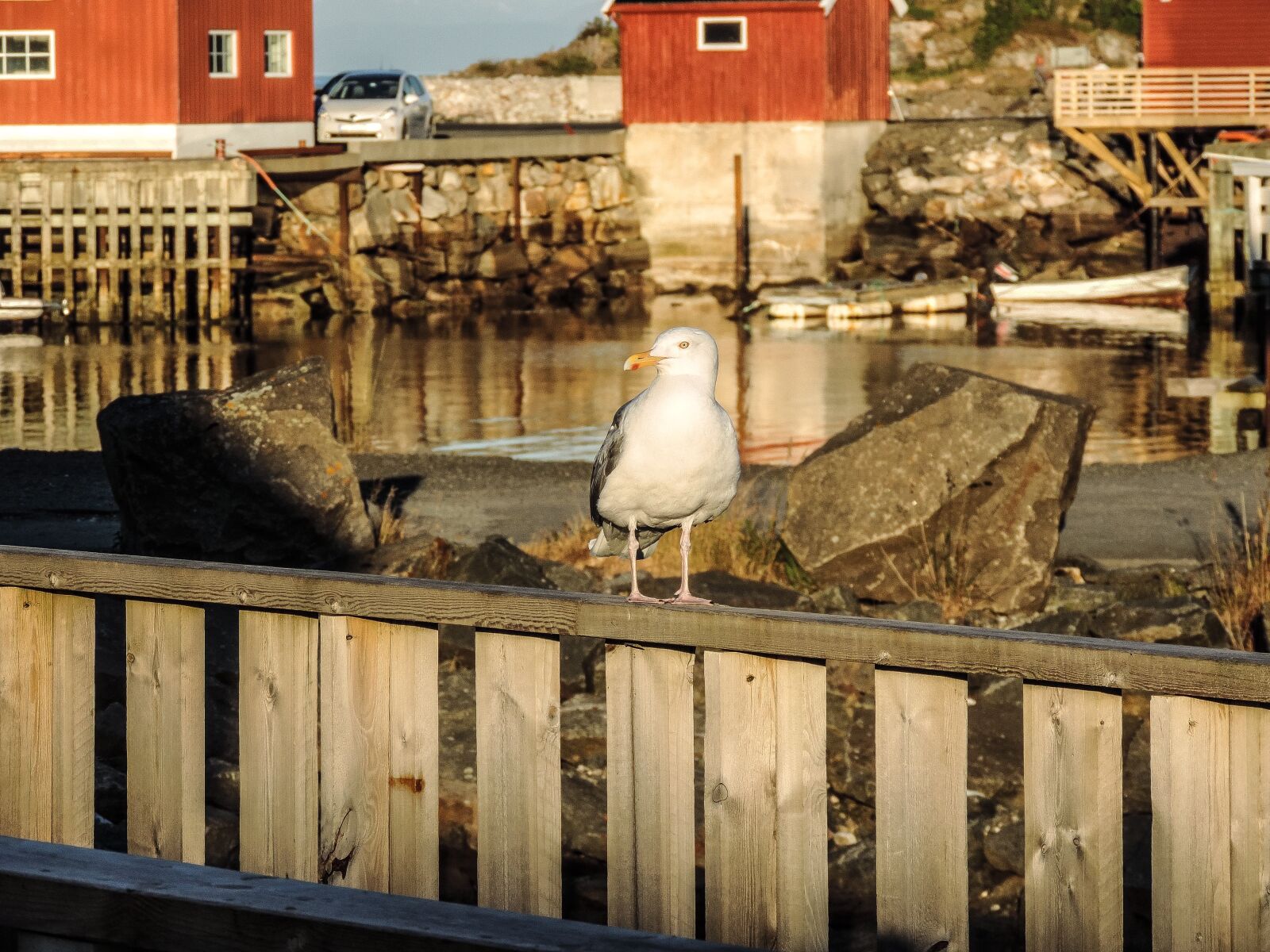 Nikon Coolpix P520 sample photo. Bird, sea, nature photography