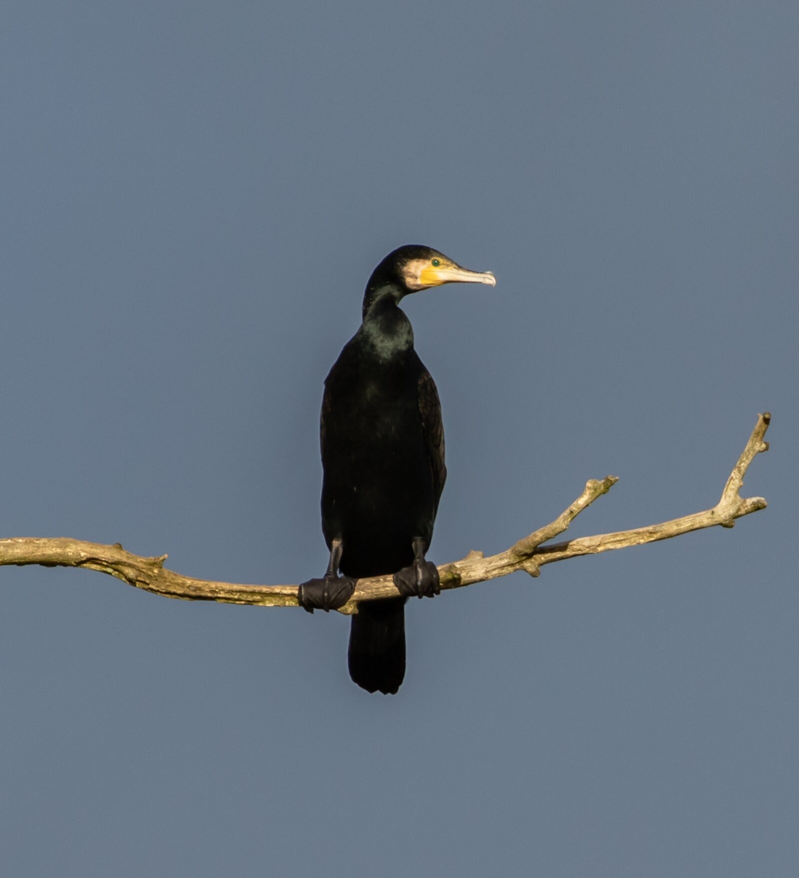 Canon EOS 7D Mark II sample photo. Cormorant, roosting, silhouette photography