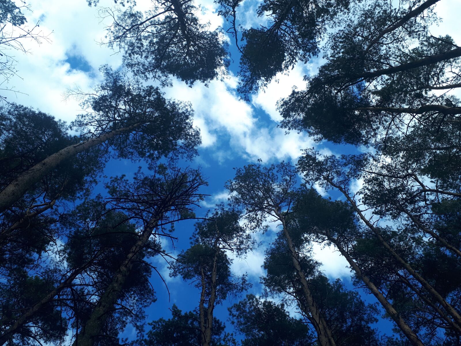 Samsung Galaxy A5(2017) sample photo. Tree, sky, forest photography