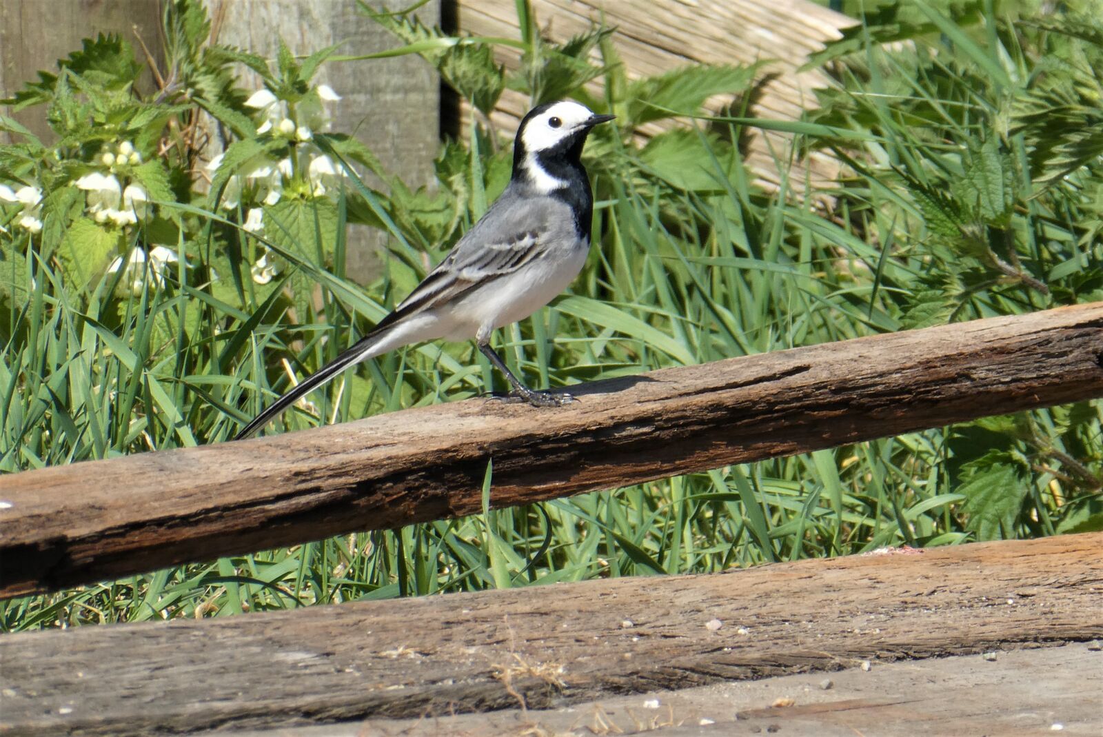 Panasonic Lumix DC-ZS70 (Lumix DC-TZ90) sample photo. Wagtail, bird, pasture photography