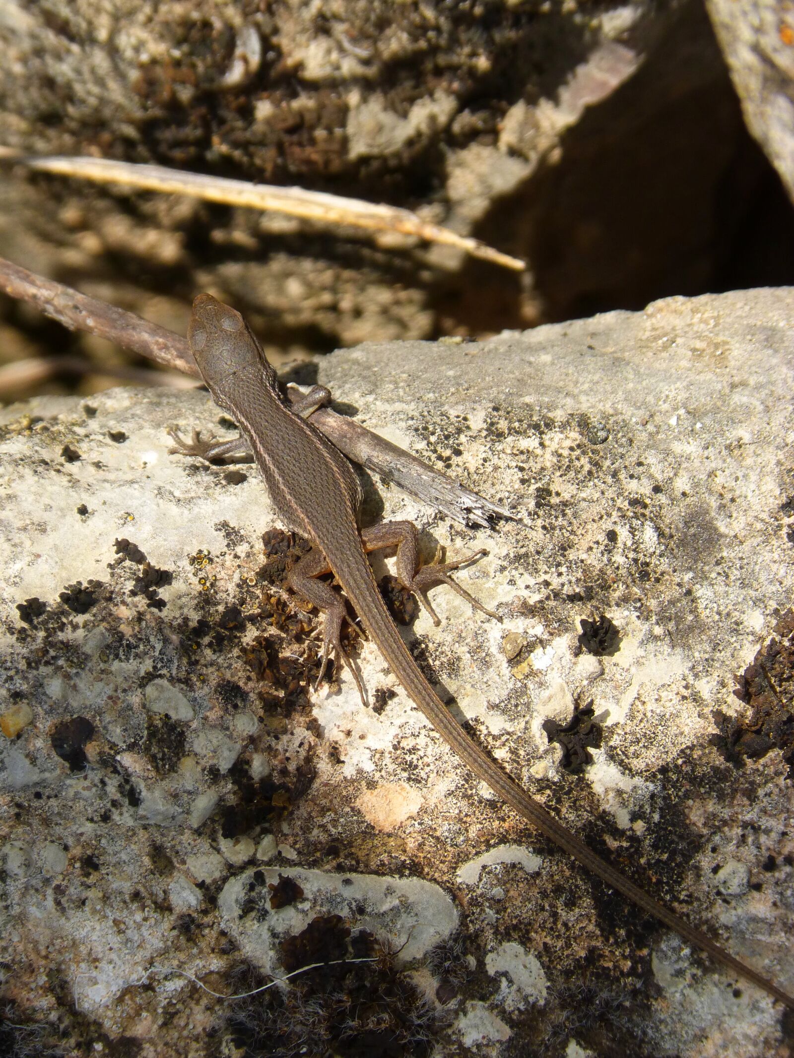 Panasonic DMC-FZ62 sample photo. Lizard, rock, sargantana photography