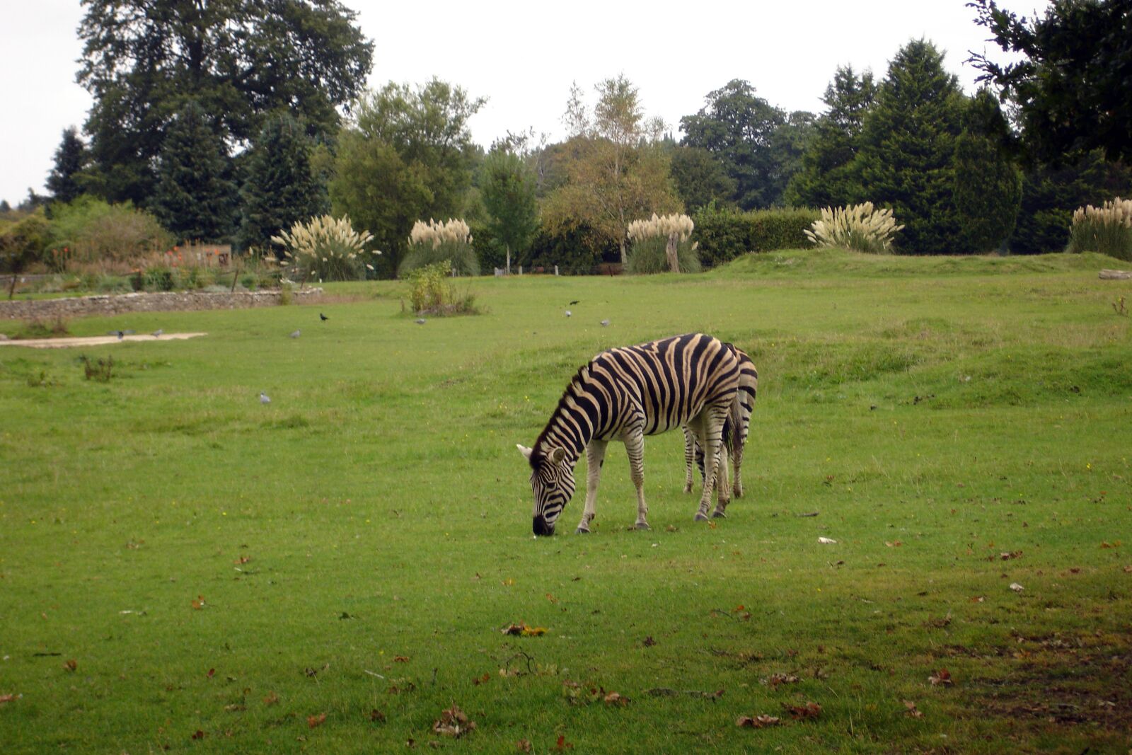 Sony DSC-P200 sample photo. Zebra, stripes, safari photography