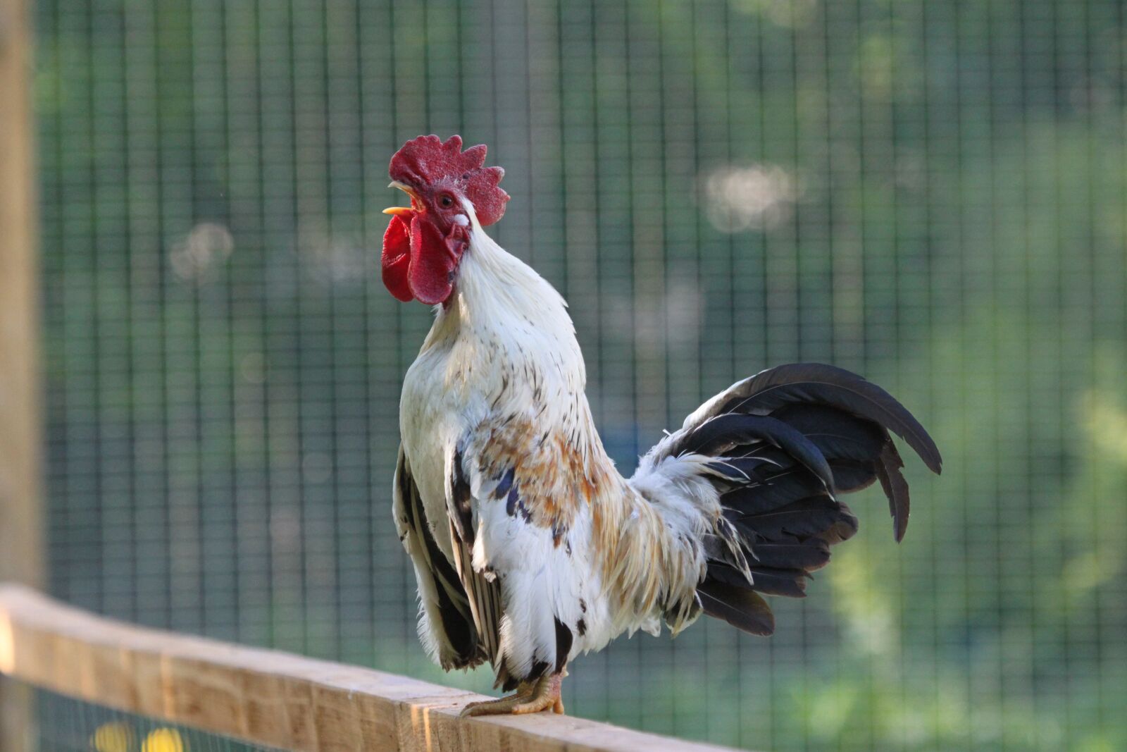 Canon EOS 500D (EOS Rebel T1i / EOS Kiss X3) sample photo. Hahn, chicken, bird photography