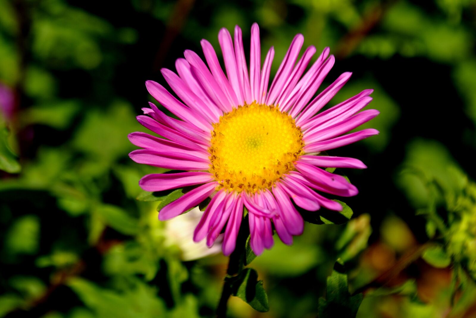 Nikon D3000 sample photo. Flower, pink, blossom photography