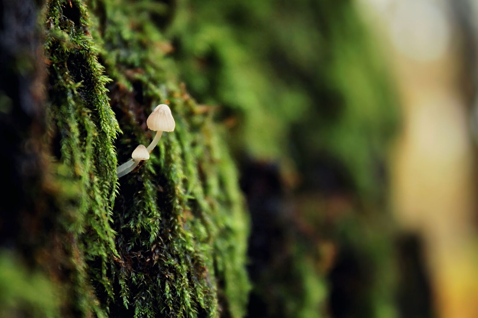 Canon EOS 450D (EOS Rebel XSi / EOS Kiss X2) sample photo. Mushroom, green, nature photography