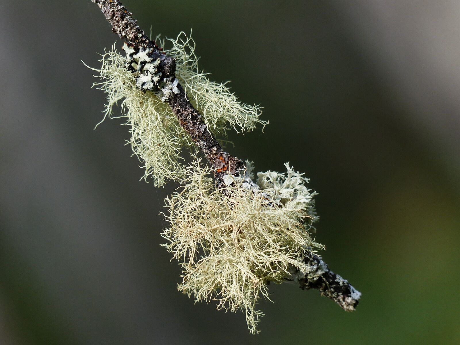 Panasonic Lumix DMC-FZ200 sample photo. Moss, tree, branch photography