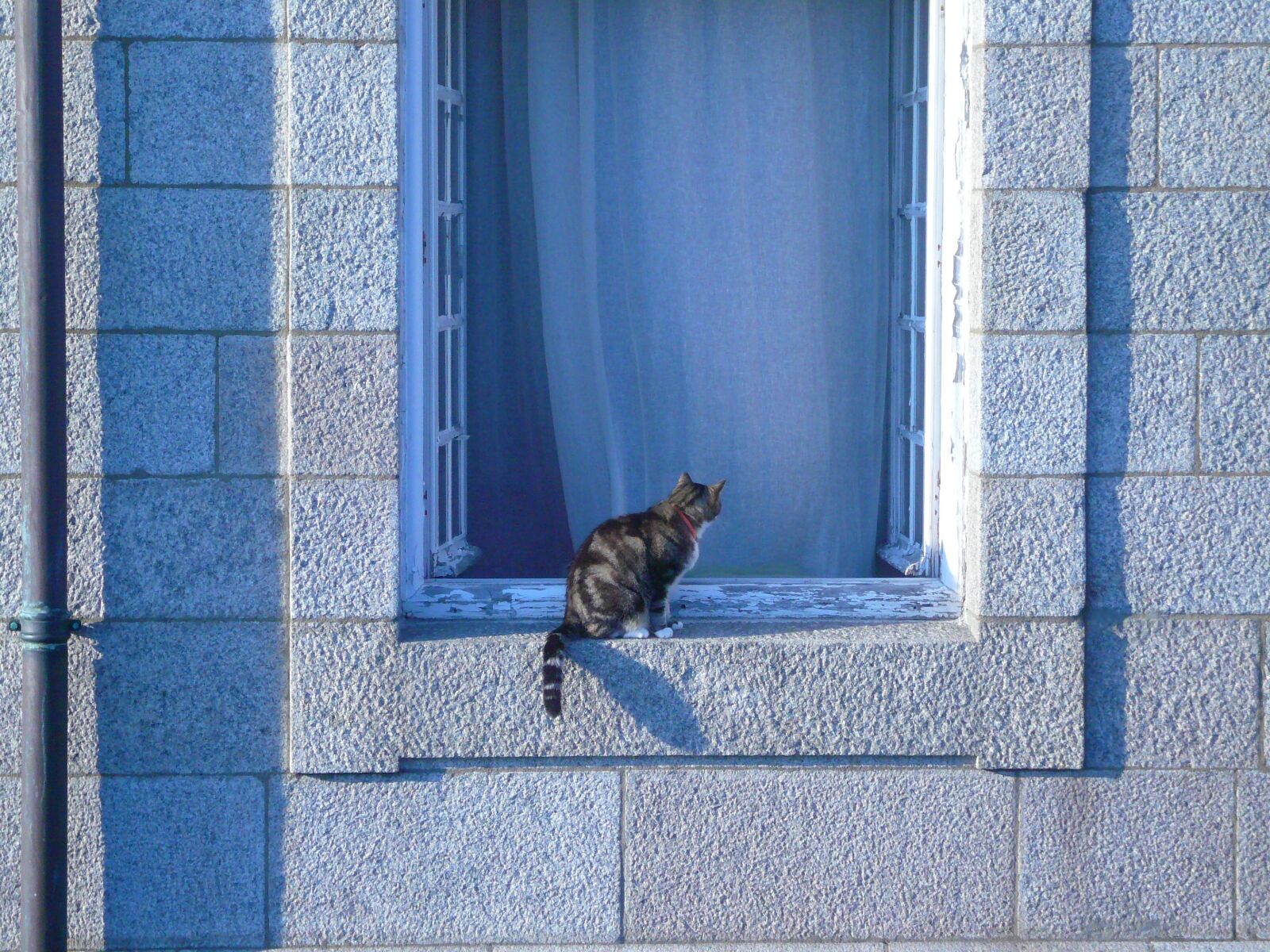 Panasonic DMC-FX50 sample photo. Cat, window sill, pet photography