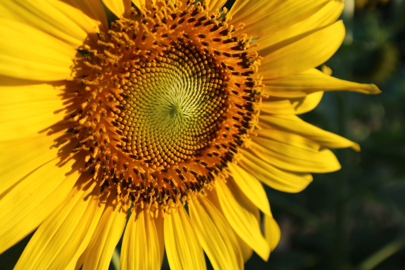 Canon EOS M10 sample photo. Sunflower, flowers, yellow photography