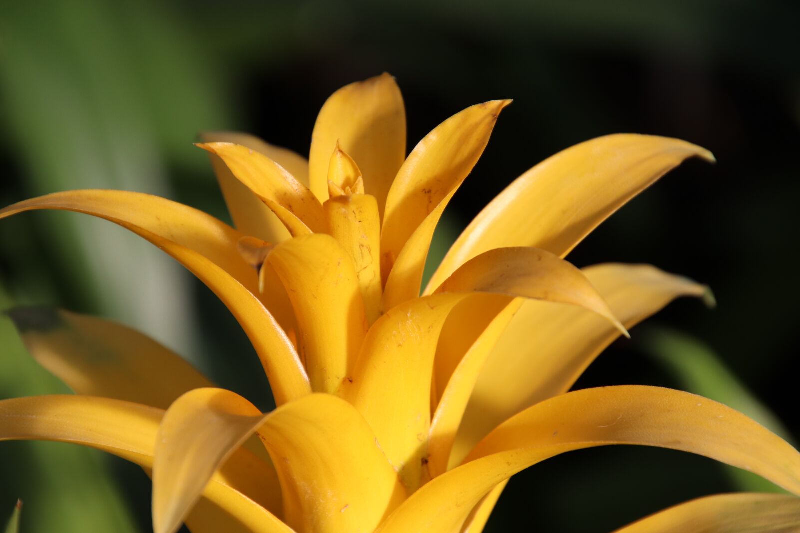 Canon EOS 800D (EOS Rebel T7i / EOS Kiss X9i) sample photo. Bromeliad, tropical plants, yellow photography
