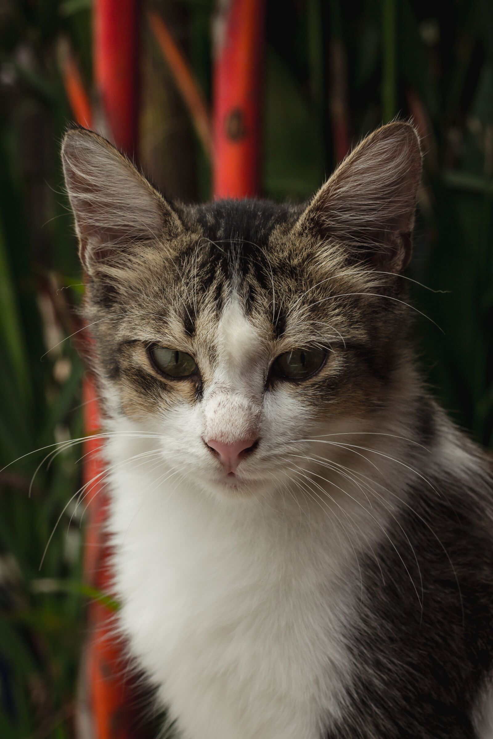 Canon EOS 1100D (EOS Rebel T3 / EOS Kiss X50) + Canon EF 50mm F1.8 II sample photo. Cat, animal, pet photography