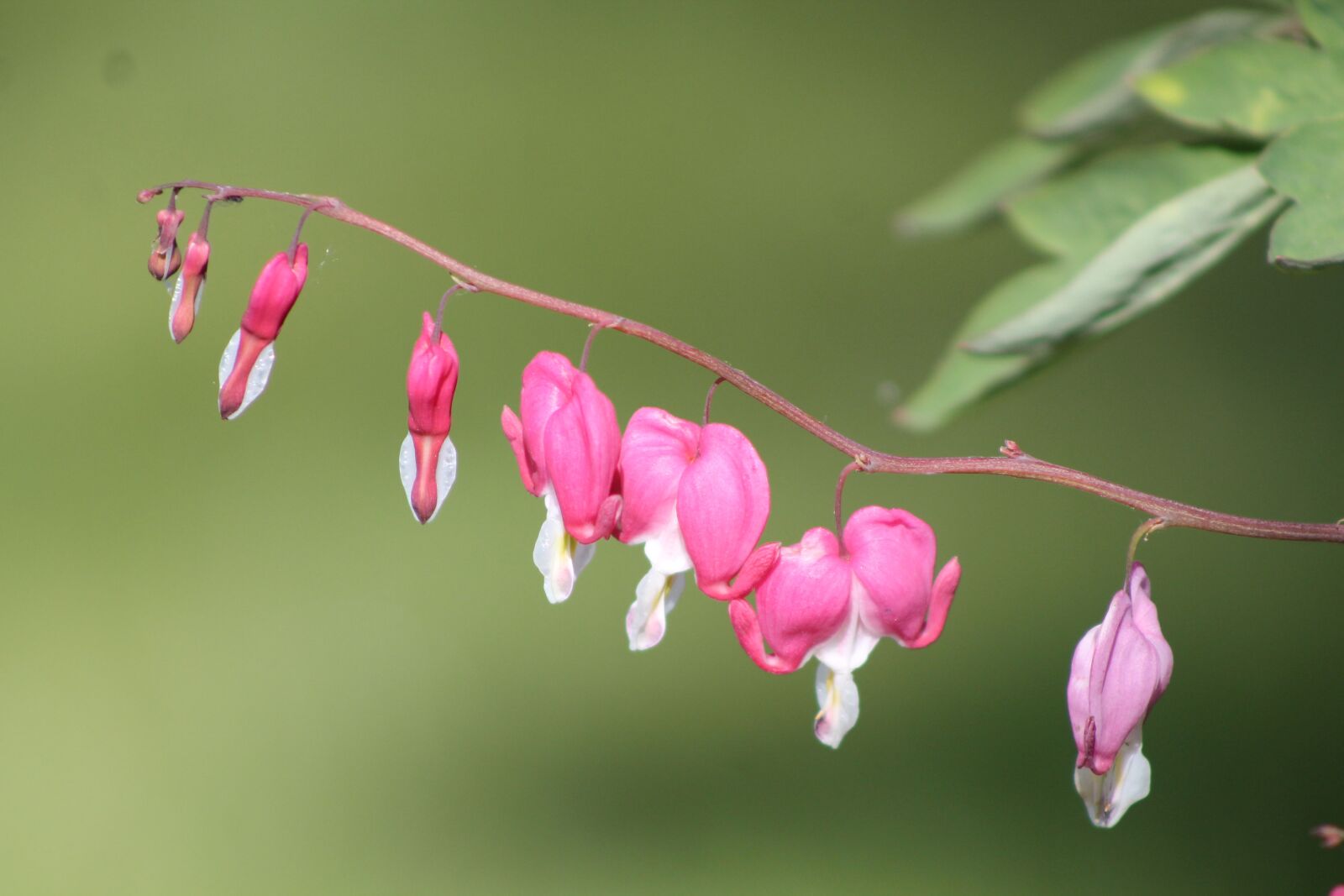 Canon EOS 1100D (EOS Rebel T3 / EOS Kiss X50) sample photo. Pink, bleeding heart, flowers photography