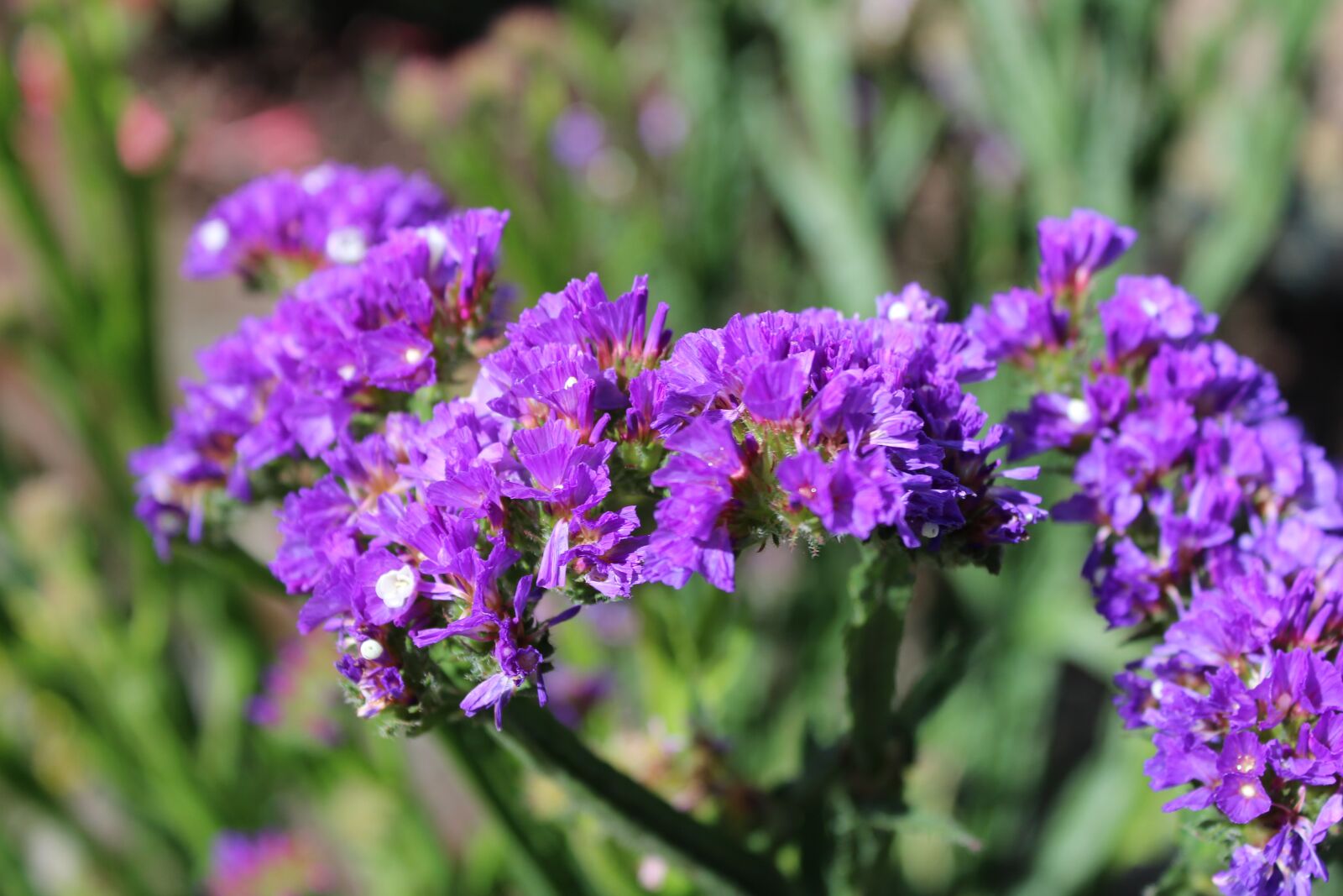 Canon EOS 1300D (EOS Rebel T6 / EOS Kiss X80) sample photo. Flowers, morning, sunlight photography